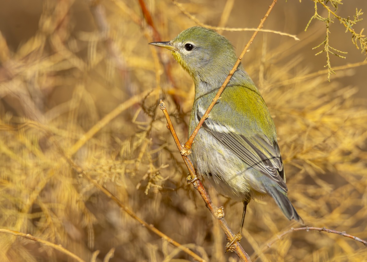 Northern Parula - ML645623263