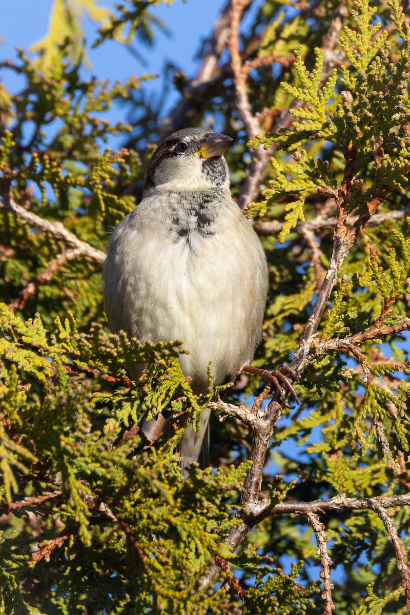 House Sparrow - ML645623264