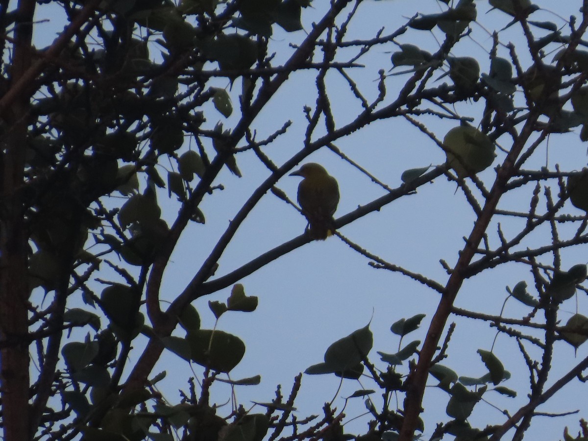 Indian Golden Oriole - ML645623266