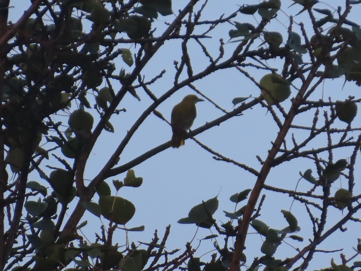 Indian Golden Oriole - ML645623267