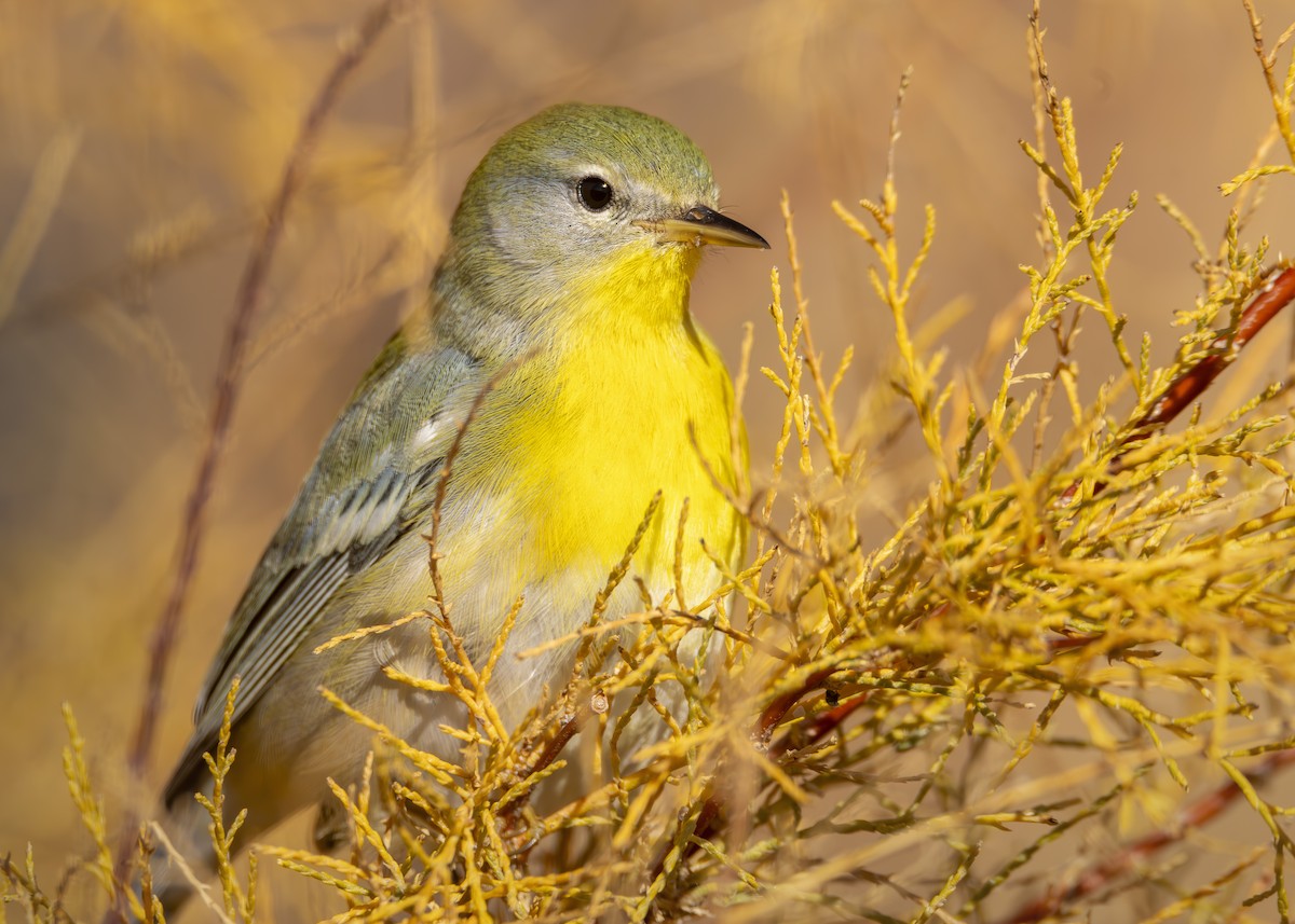 Northern Parula - ML645623279