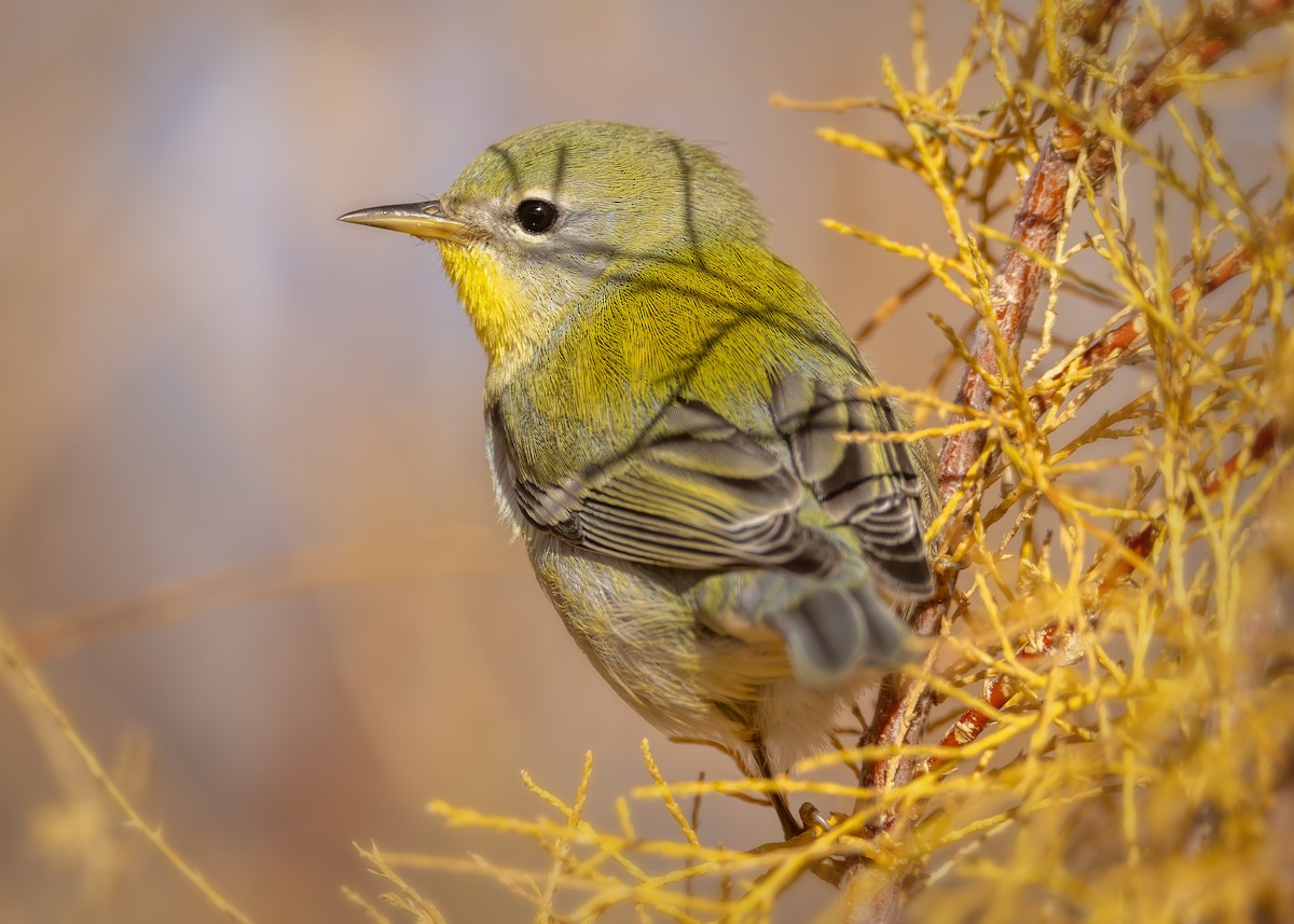 Northern Parula - ML645623284
