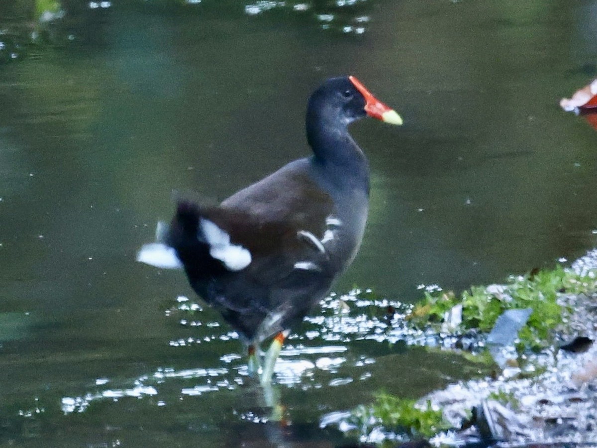 Common Gallinule - ML645623286