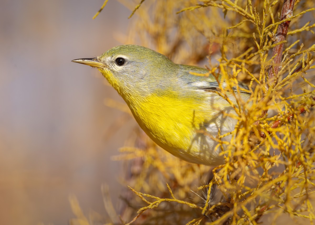 Northern Parula - ML645623292