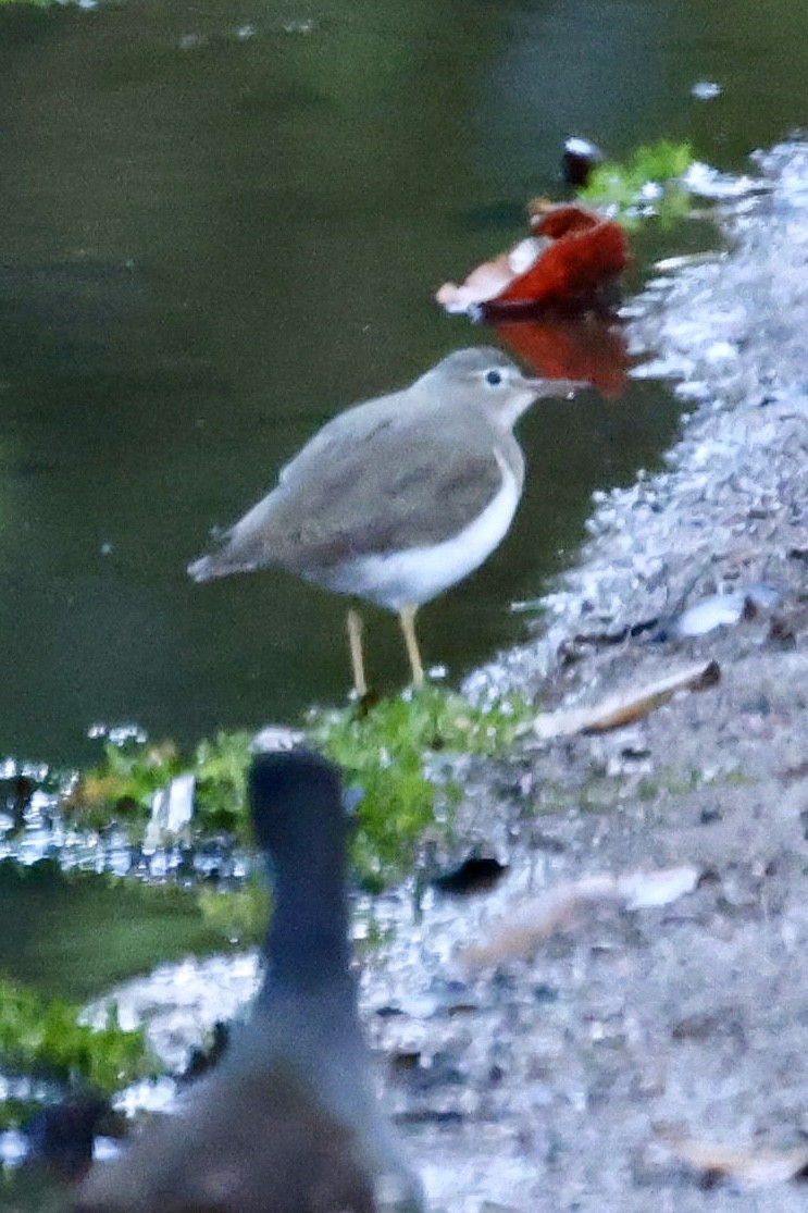Spotted Sandpiper - ML645623294