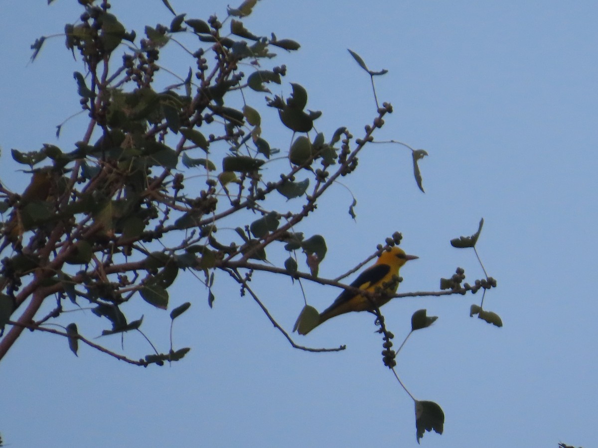 Indian Golden Oriole - ML645623302