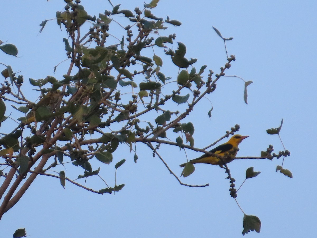 Indian Golden Oriole - ML645623303