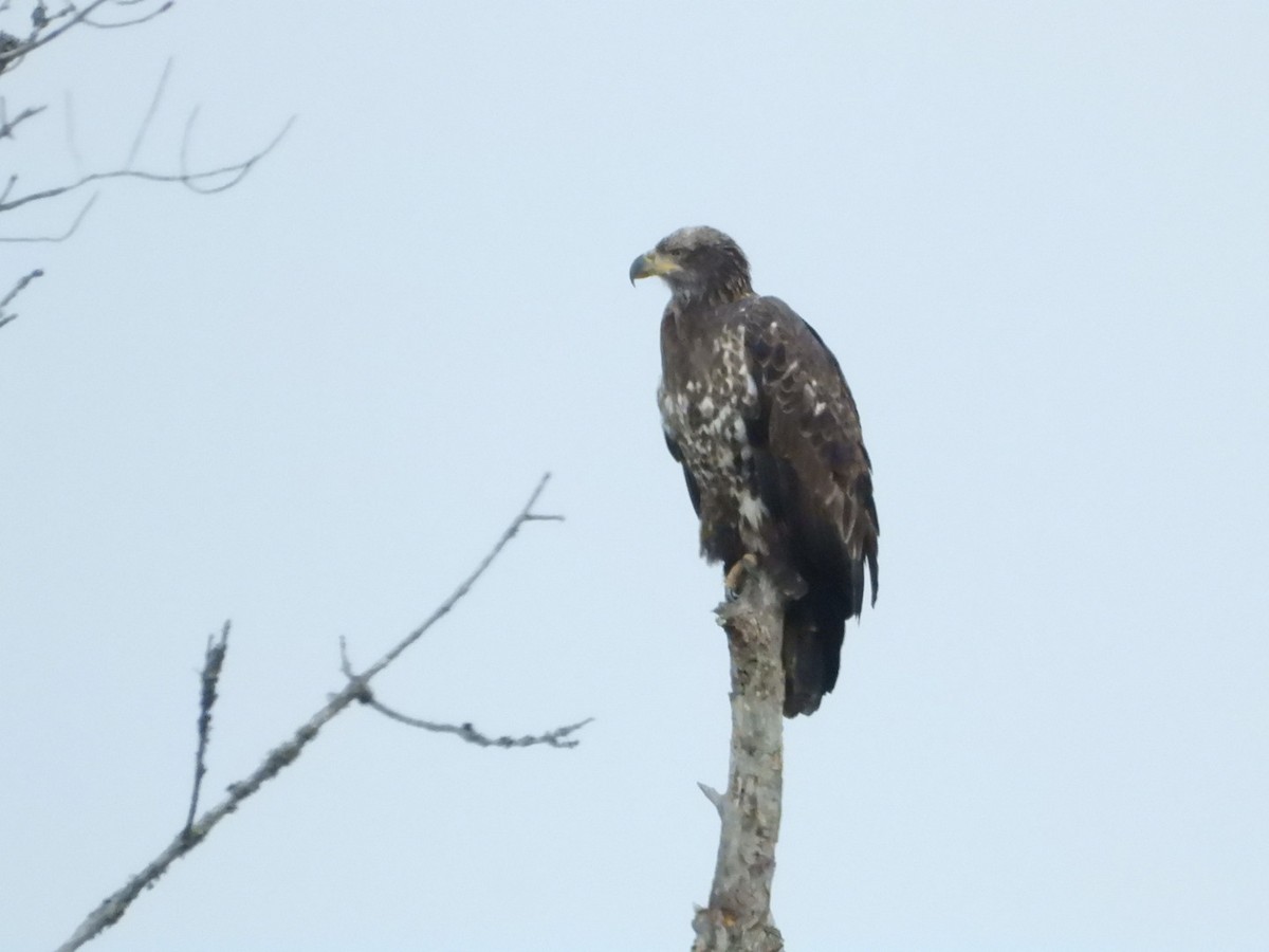 Bald Eagle - ML645623310