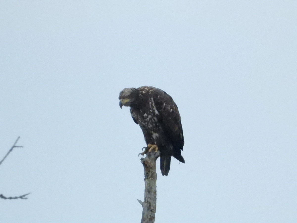 Bald Eagle - ML645623311