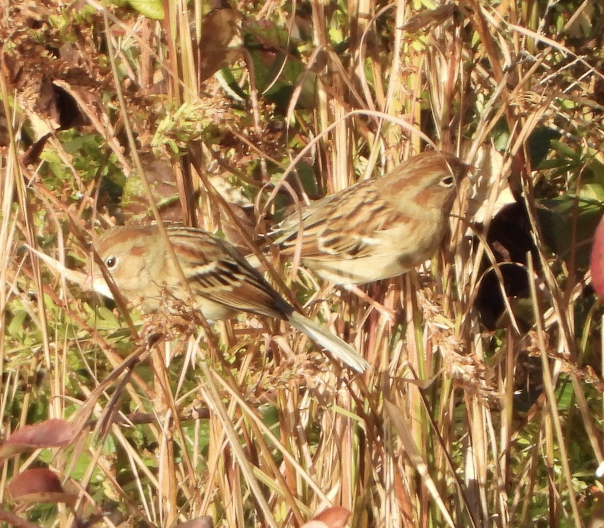 Field Sparrow - ML645623312