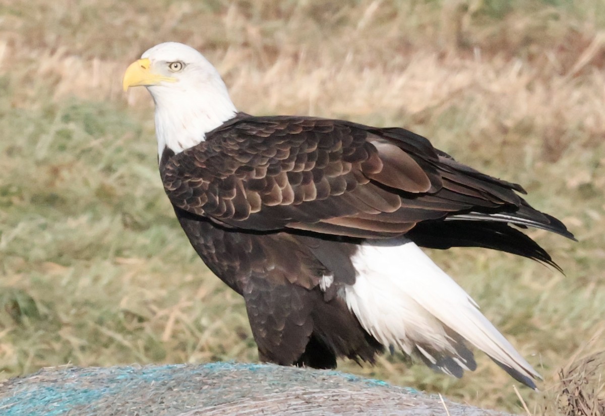 Bald Eagle - ML645623313