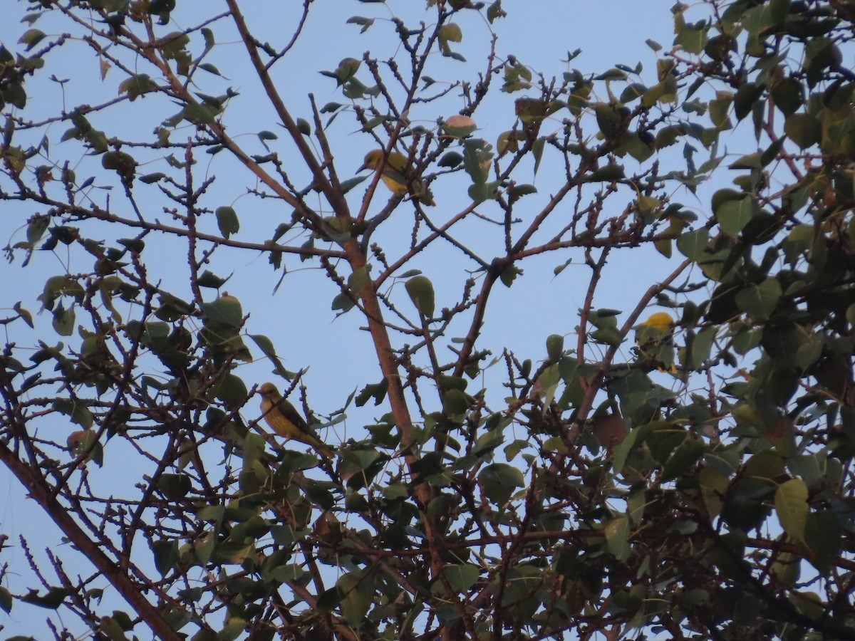 Indian Golden Oriole - ML645623315