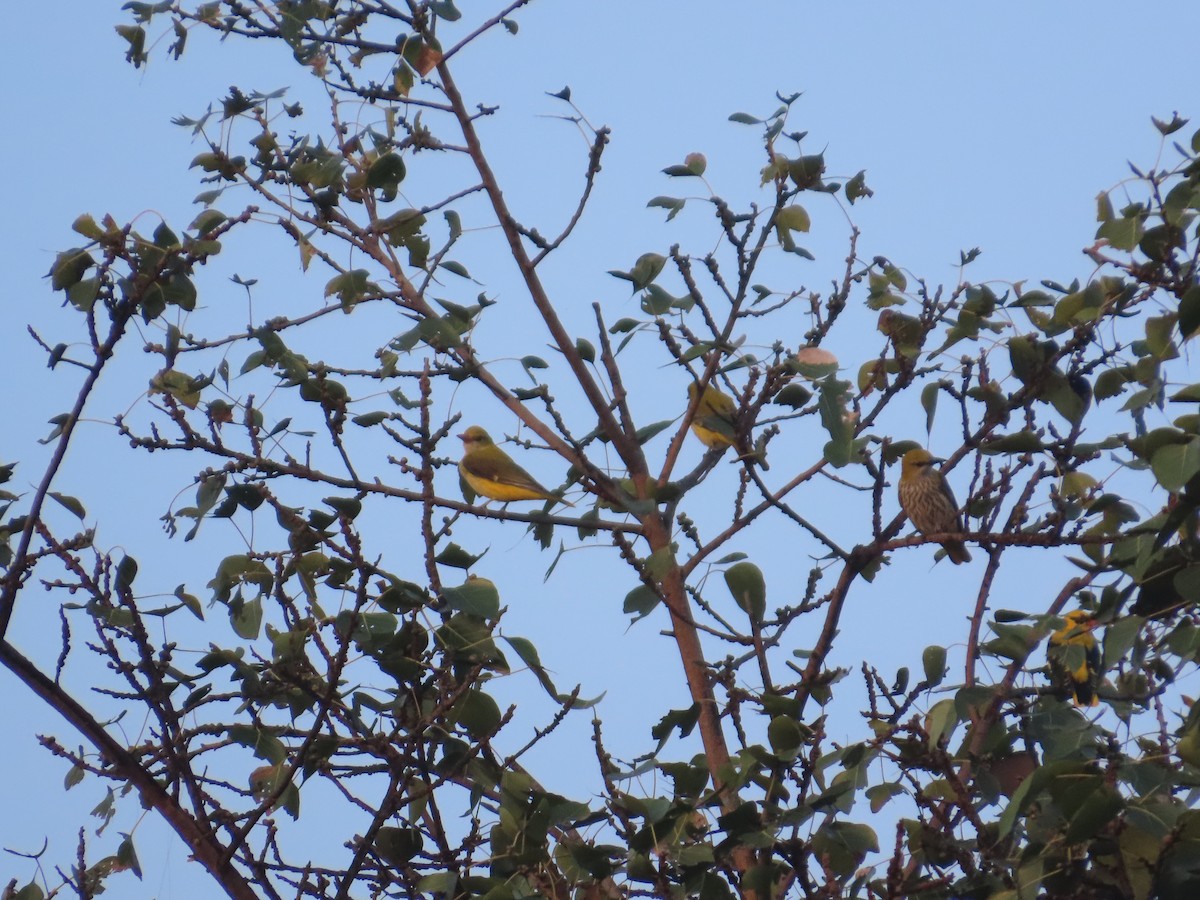 Indian Golden Oriole - ML645623316