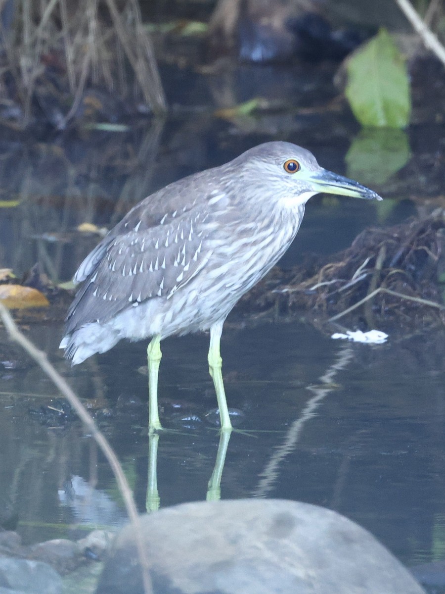 Black-crowned Night Heron - ML645623317