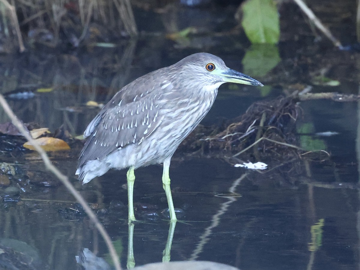 Black-crowned Night Heron - ML645623318