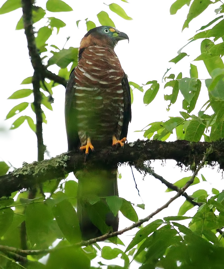 Hook-billed Kite - ML645623319