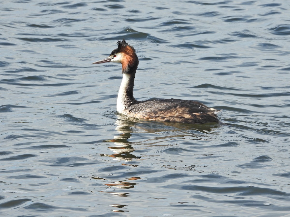 冠鸊鷉 - ML645623320