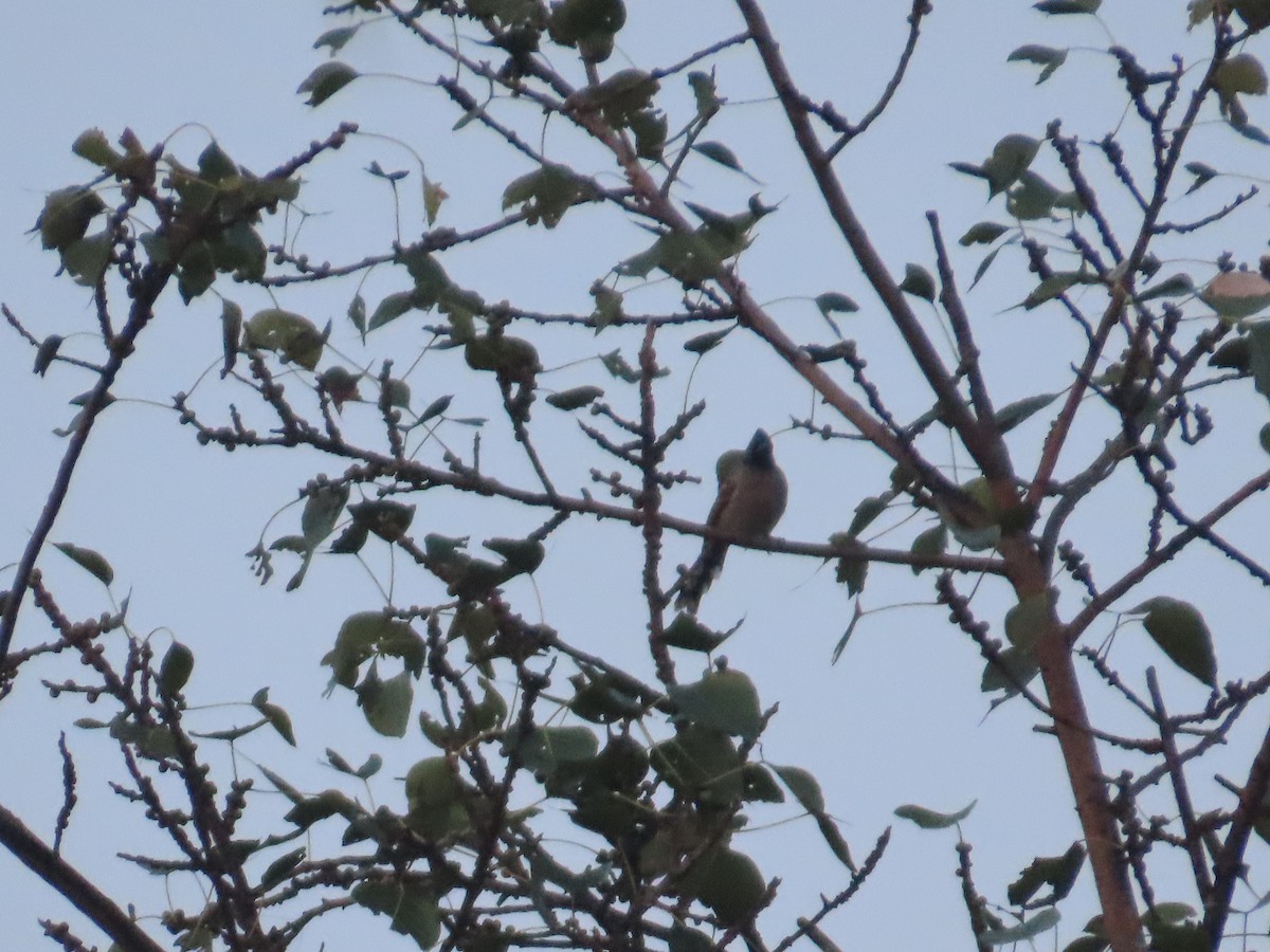 Red-vented Bulbul - ML645623322