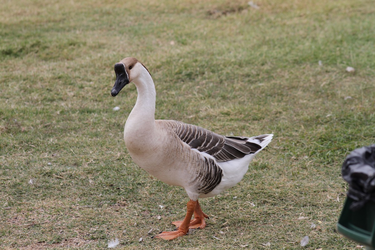 Гуска сіра х гуска китайська (свійська) - ML645623324