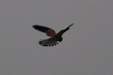 Rock Kestrel - ML645623325