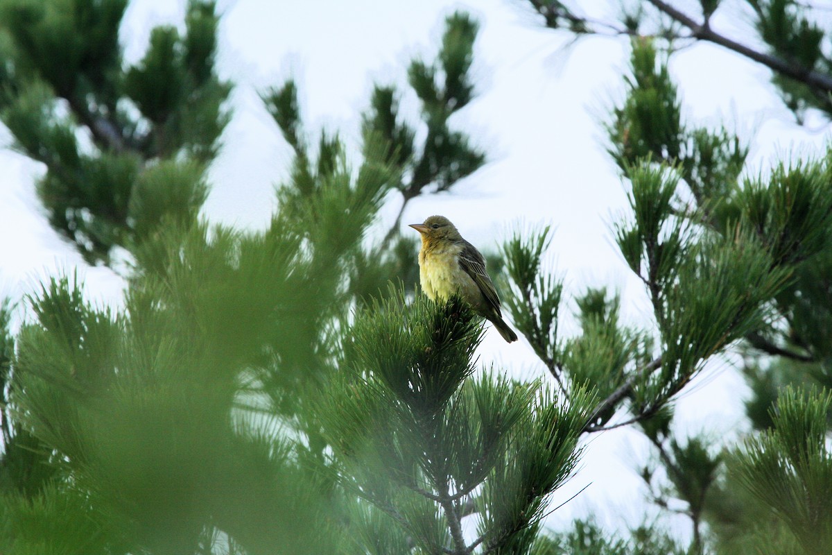 Cape Weaver - ML645623328