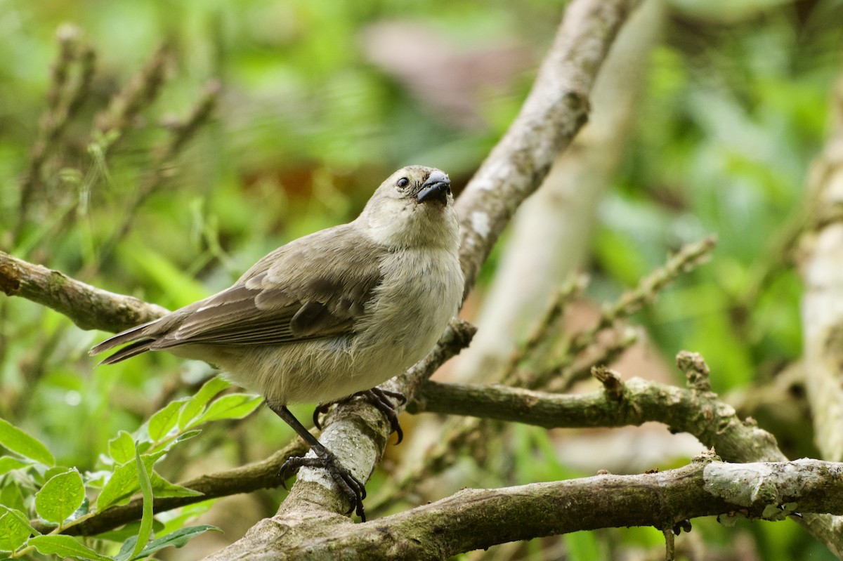 Woodpecker Finch - ML645623332