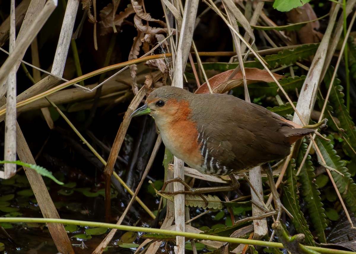 Rufous-sided Crake - ML645623333