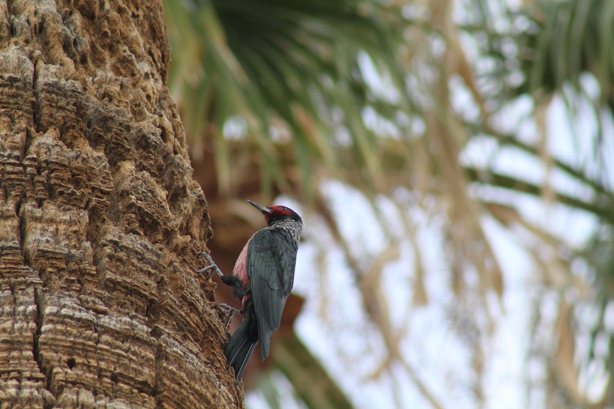 Lewis's Woodpecker - ML645623334