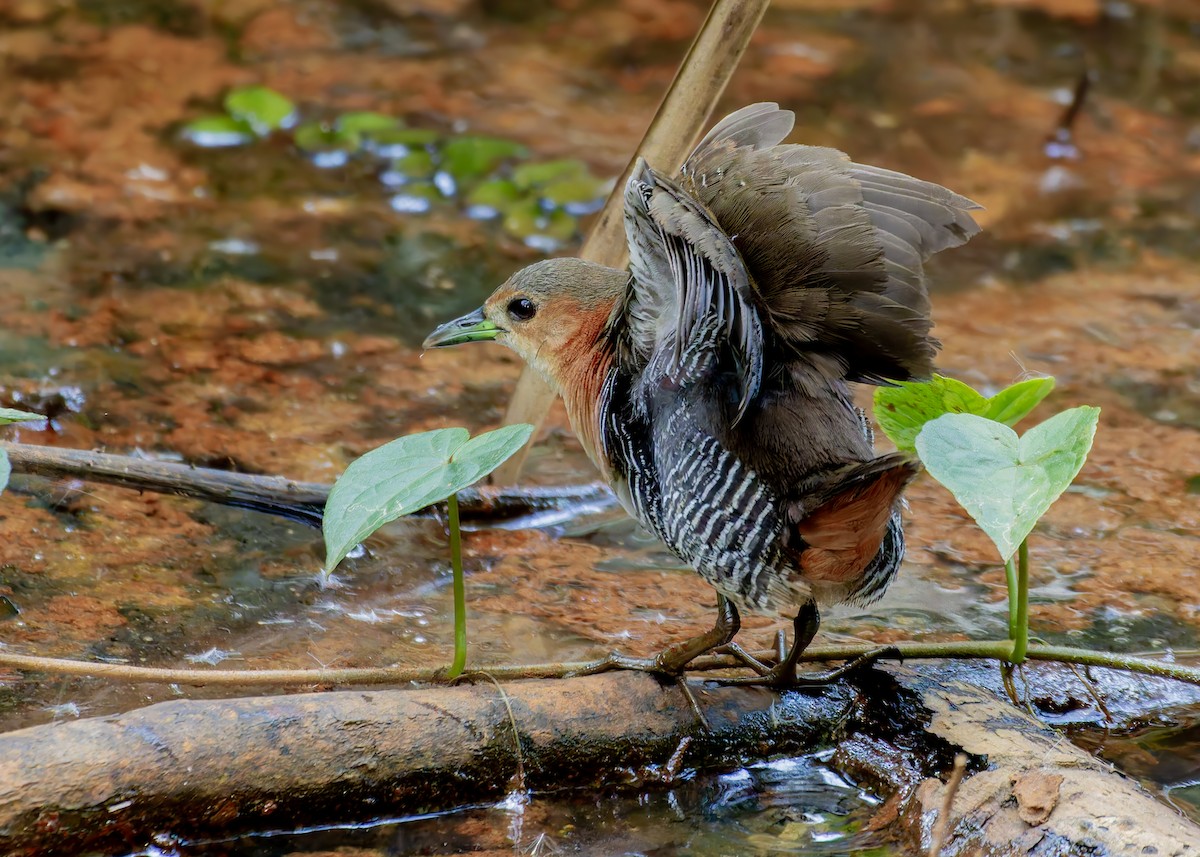 Rufous-sided Crake - ML645623335