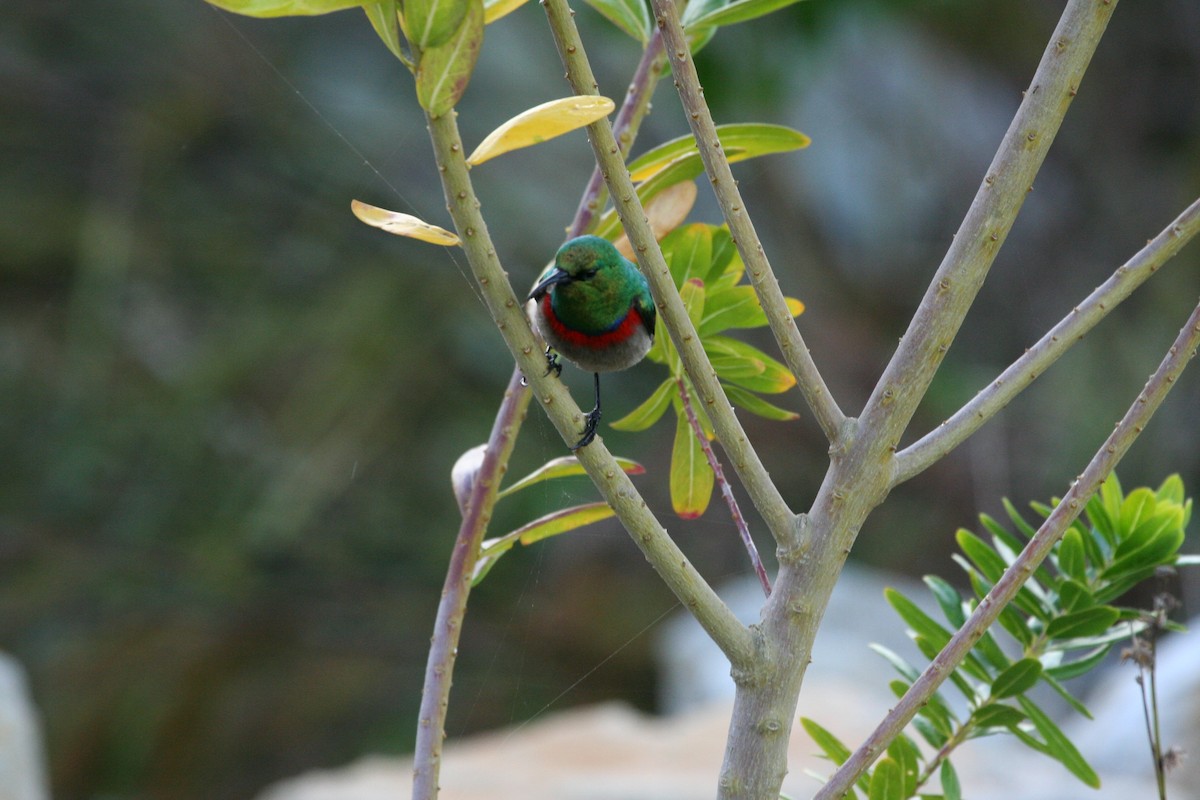 Southern Double-collared Sunbird - ML645623336