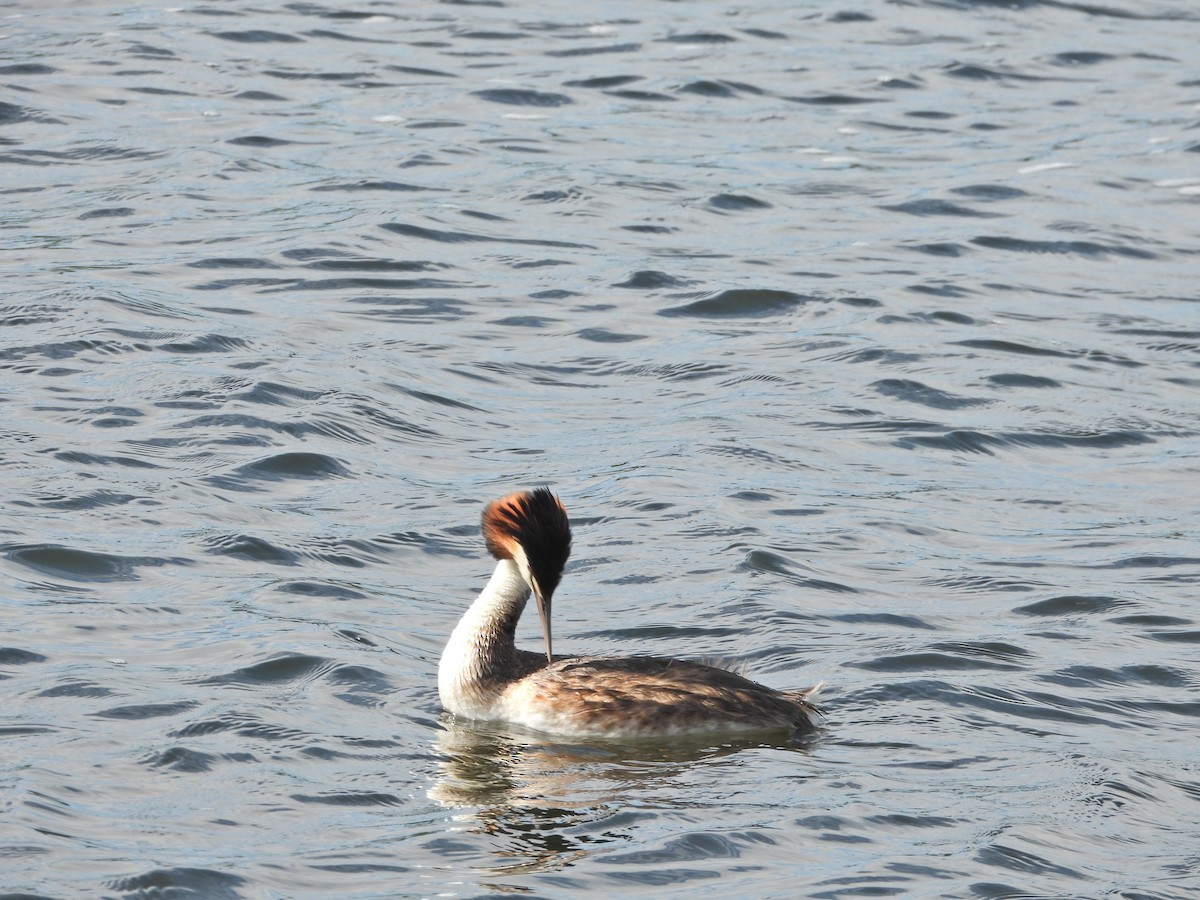 冠鸊鷉 - ML645623338