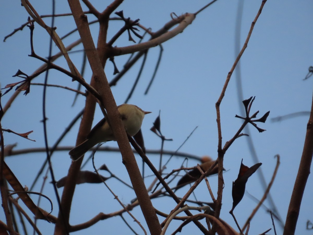 暗綠柳鶯 - ML645623339