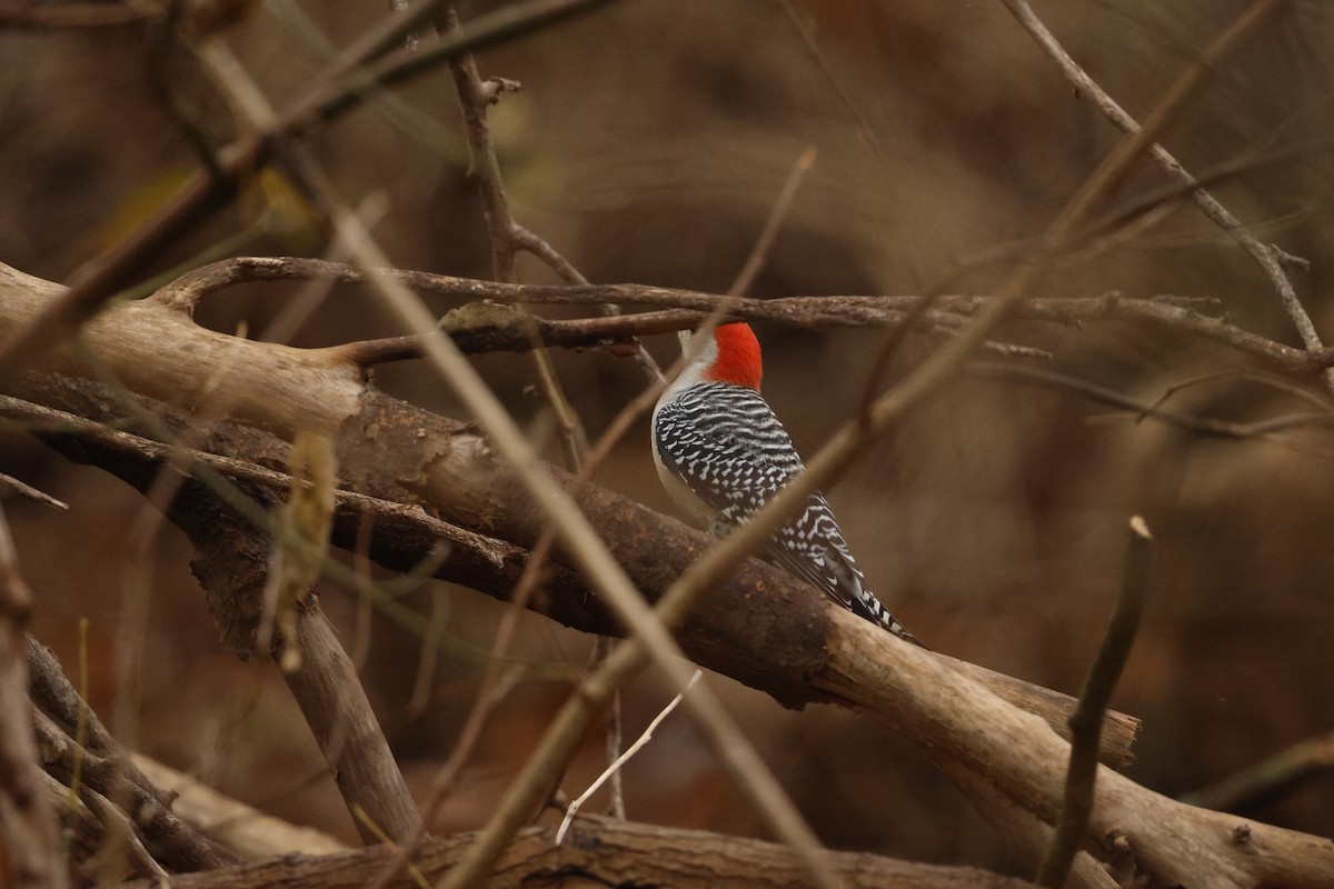 Red-bellied Woodpecker - ML645623341