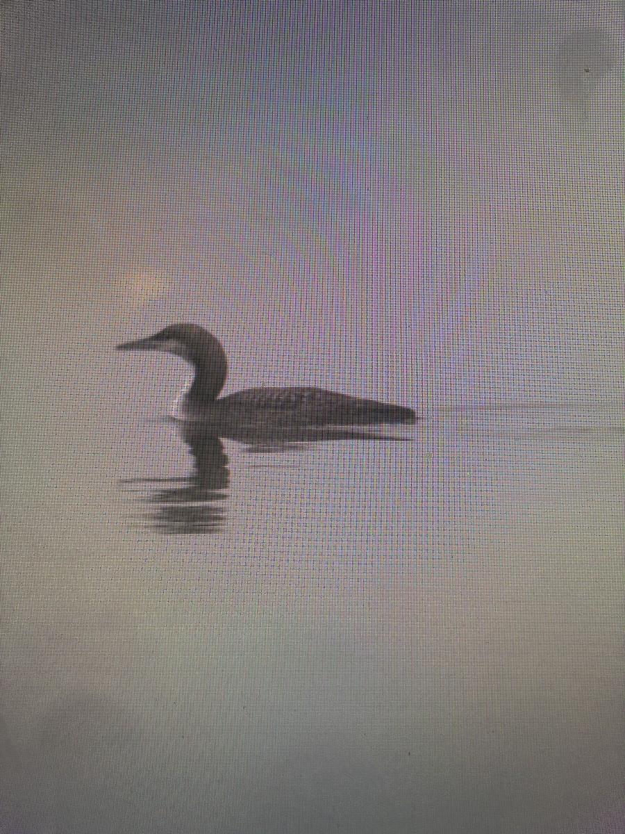 太平洋潛鳥 - ML645623342