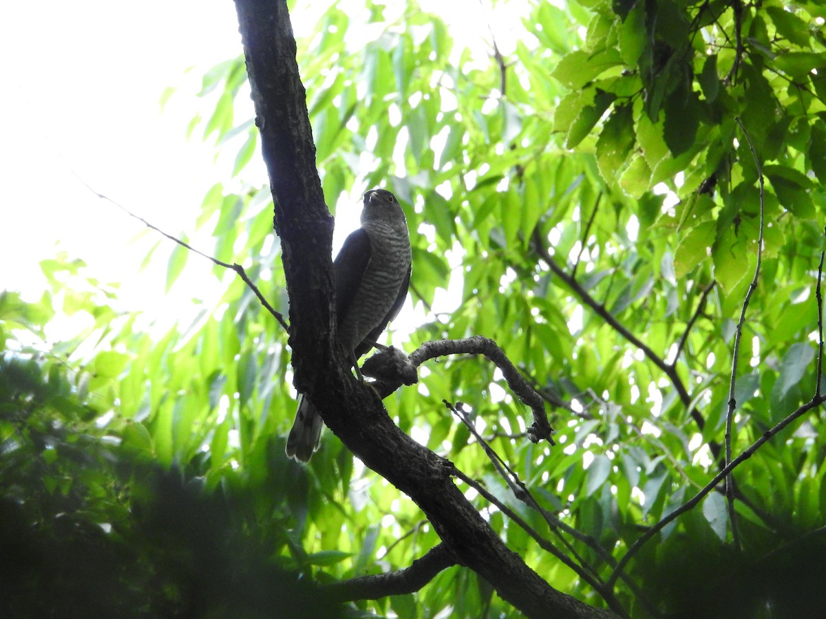 日本松雀鷹 - ML645623343