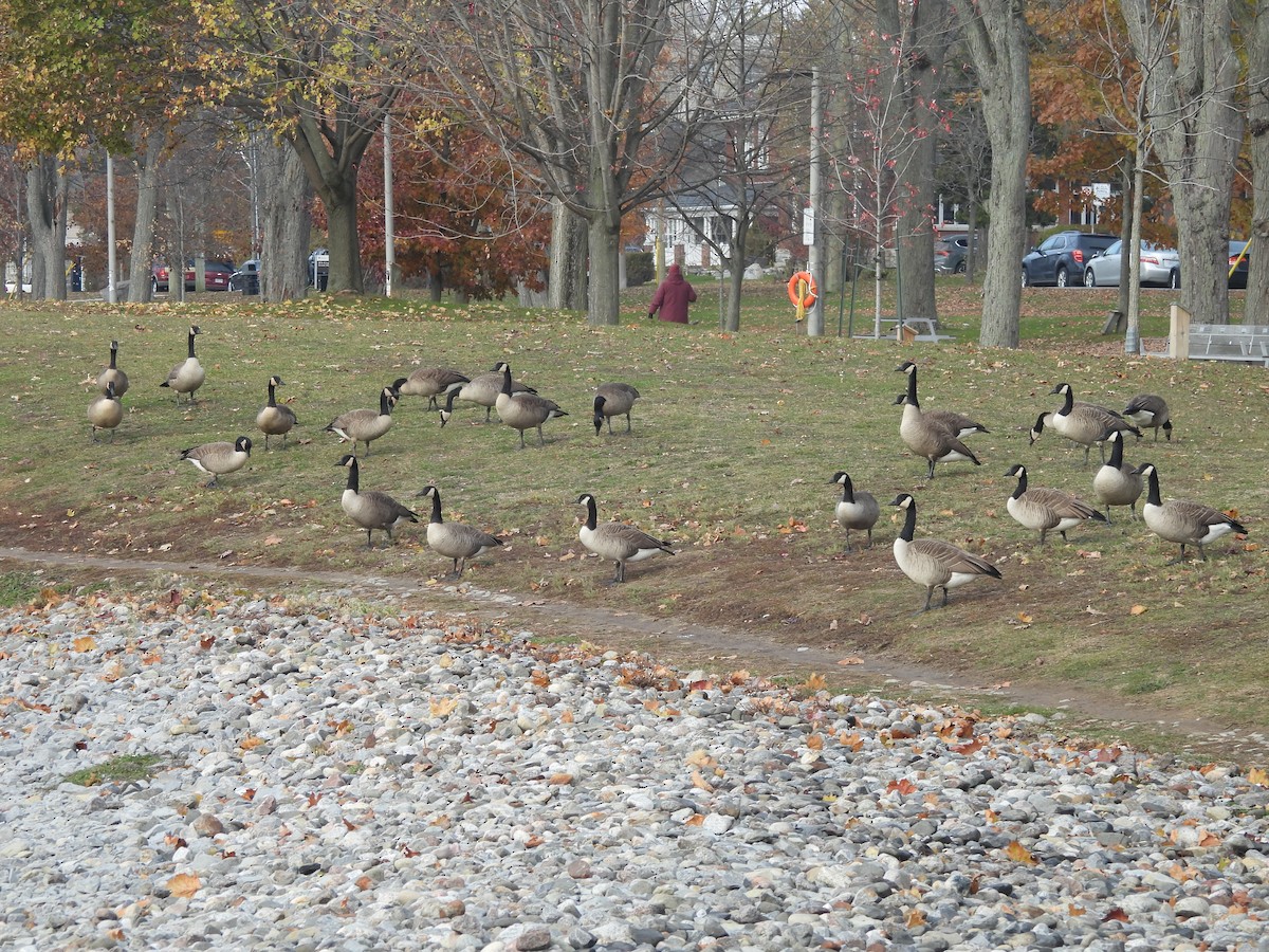 Canada Goose - ML645623344