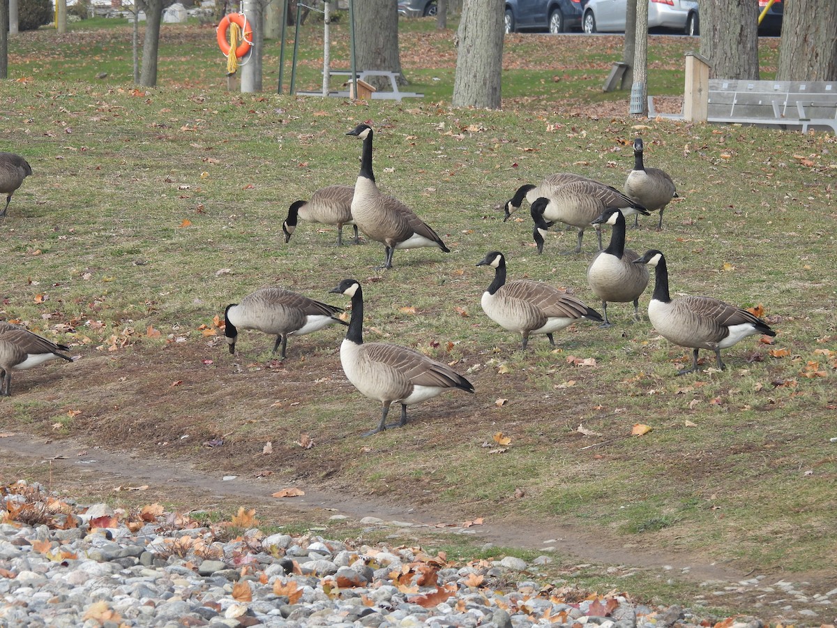 Canada Goose - ML645623345