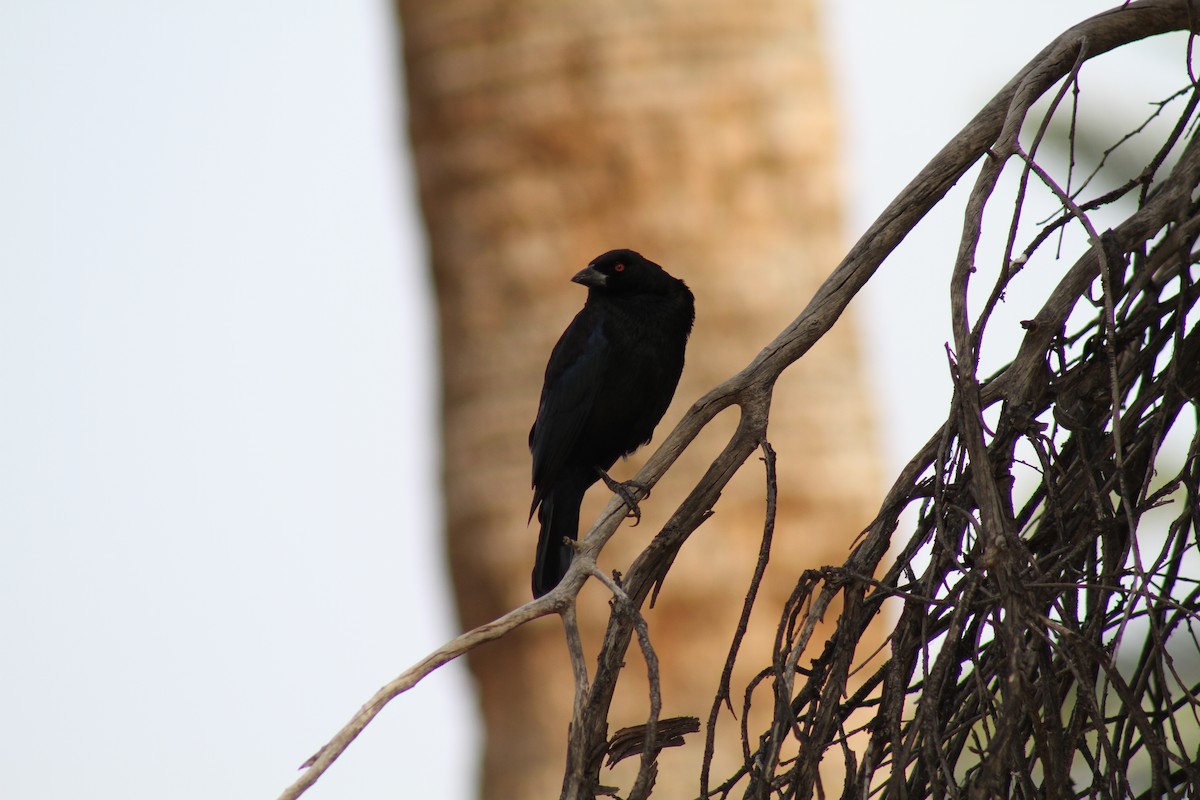 Bronzed Cowbird - ML645623348