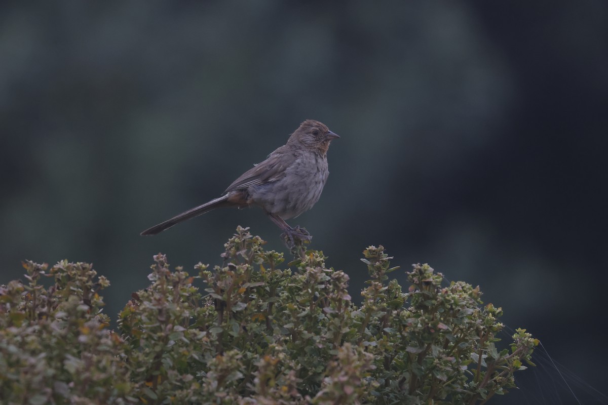 California Towhee - ML645623349