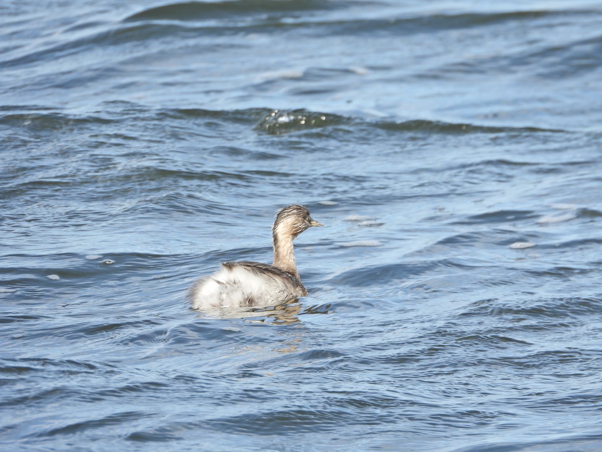 Hoary-headed Grebe - ML645623351