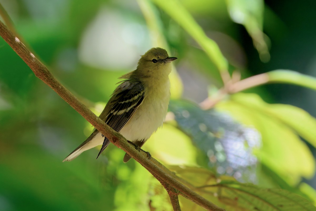Bay-breasted Warbler - ML645623352