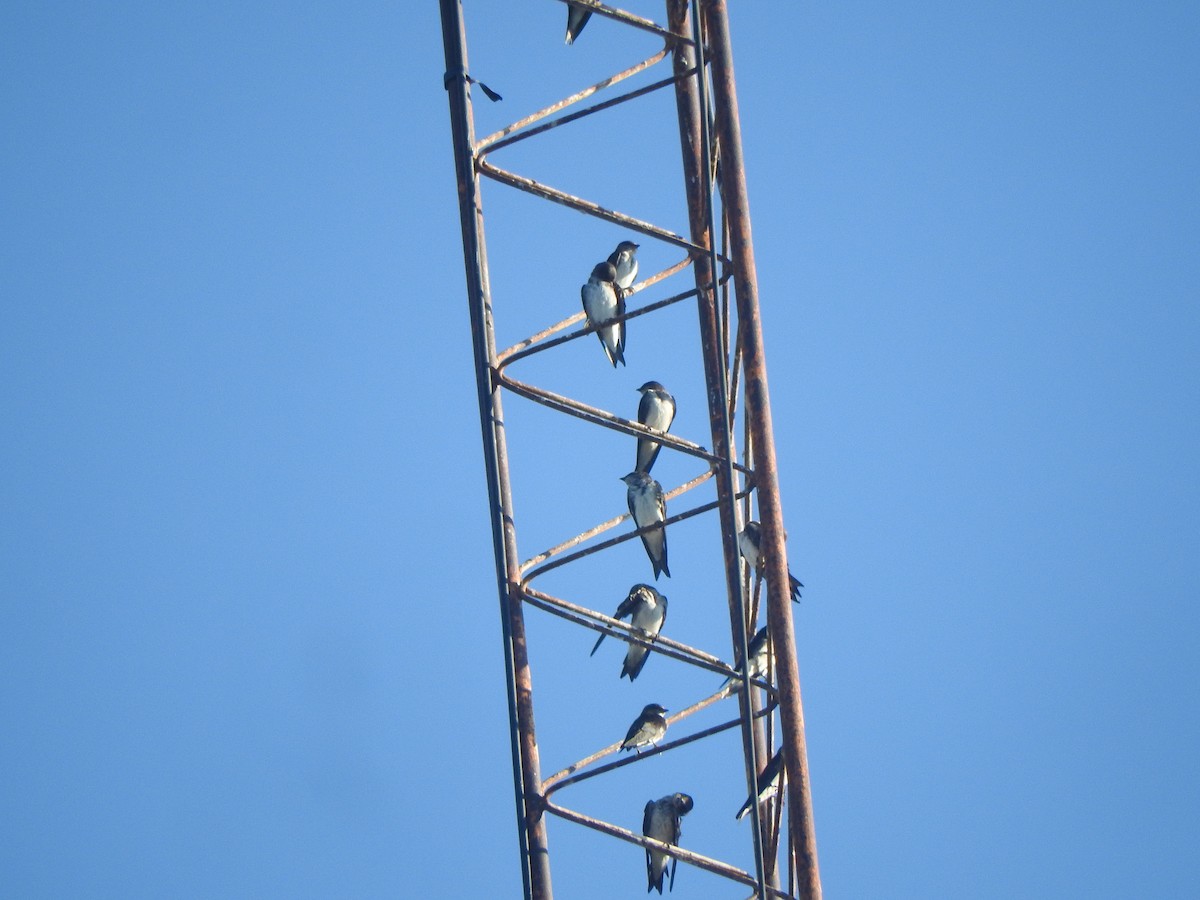 Gray-breasted Martin - ML645623353