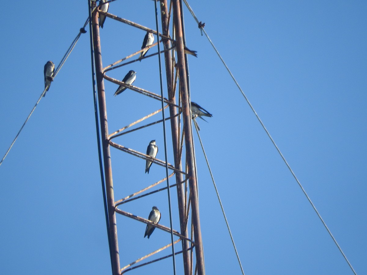 Gray-breasted Martin - ML645623354