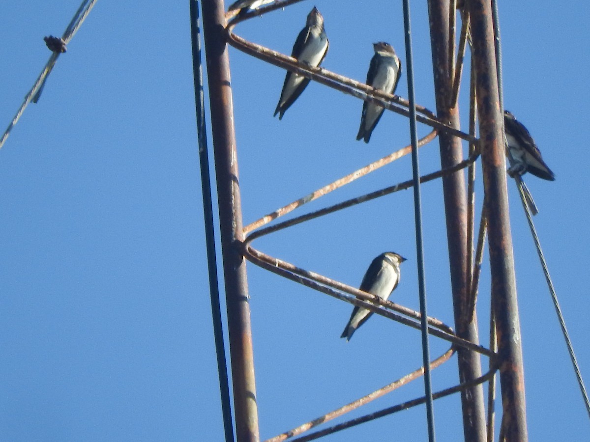 Gray-breasted Martin - ML645623355