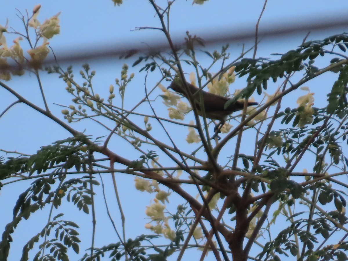 Purple Sunbird - ML645623357