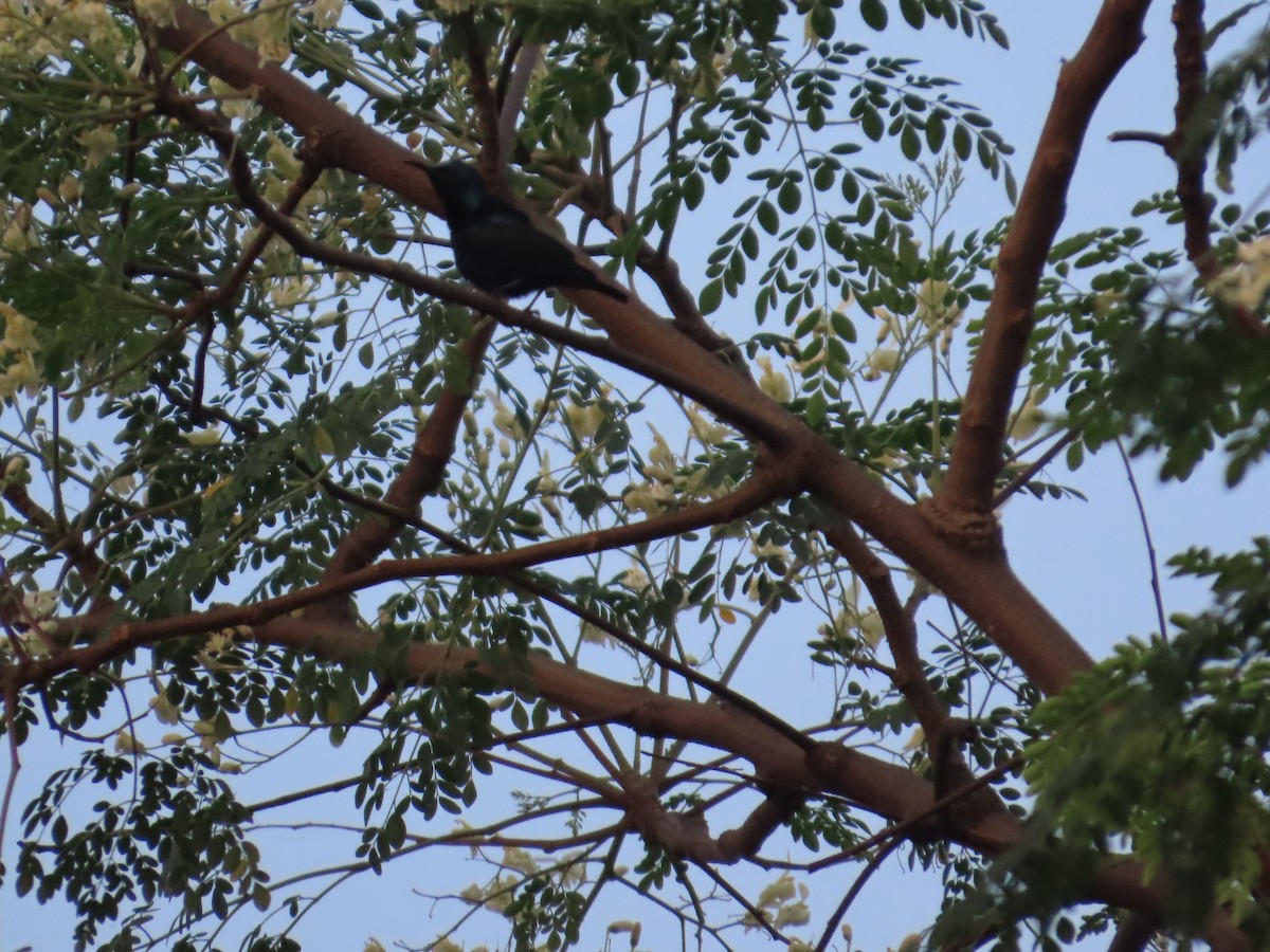 Purple Sunbird - ML645623358