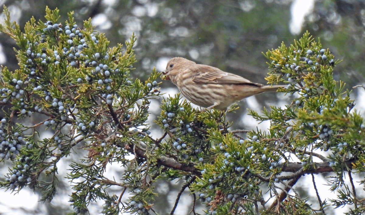 House Finch - ML645623361