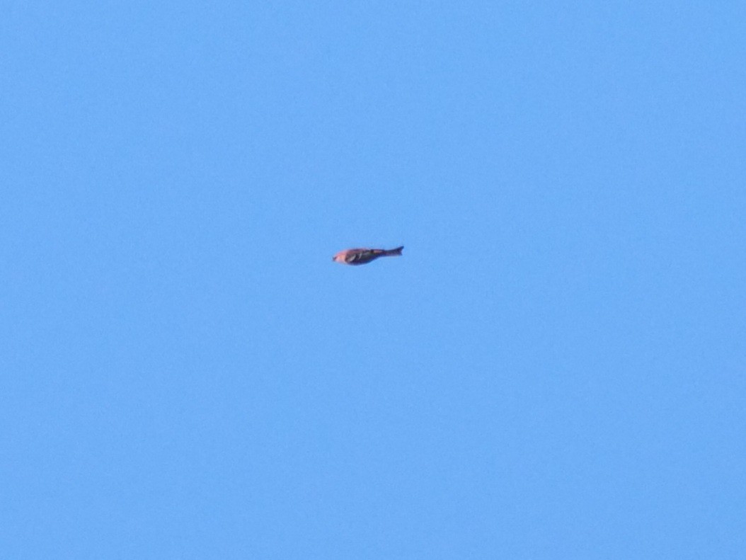 Pinu-gailupa - ML645623362