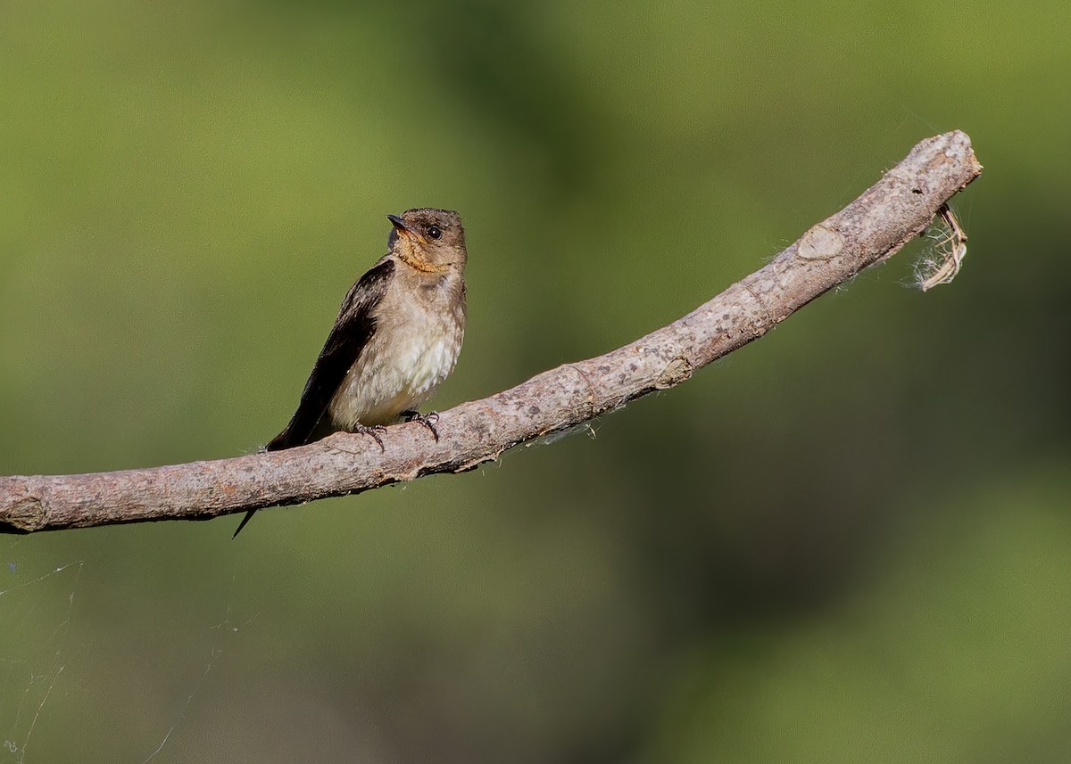 sørtaggsvale - ML645623384