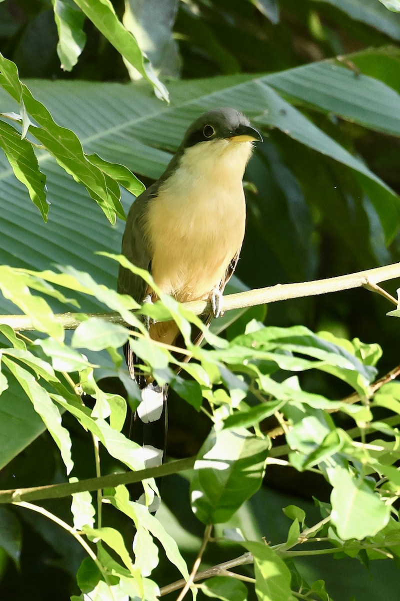Mangrove Cuckoo - ML645623385